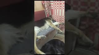 Багира Бой вот так устали храп стоит на всю комнату.