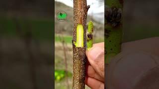 Chip bud grafting peach tree  best ever #fruit #plants #breeding #satisfying #relaxing