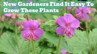 Bomb-Proof Plants! Easy To Grow Perennials For Beginners