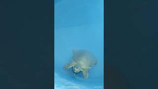 turtle  video । cute turtle video । #turtle #trending #short #shortvideo #shortfeed  SR Creation