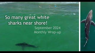 This is the Best Month to see Great White Sharks! September Monthly Wrap Up