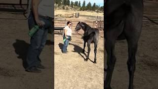 Mustang Training: Teaching Wild Horses to Love Fly Spray w/+R