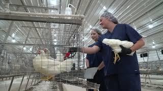 Poultry Science - Research