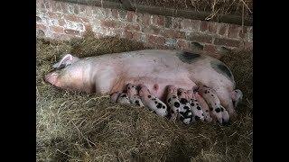 Pig giving birth - Gloucestershire Old Spot sow farrowing