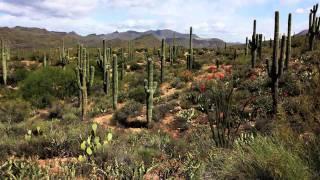 Great Arizona Expanse