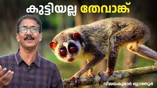 പാവമാണ് കുട്ടിത്തേവാങ്ക്  Slow loris - Slender loris Facts #animals #animalfacts #vijayakumarblathur