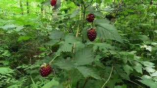 Nature's Beauty Amazing Pacific Northwest State of Washington 5K HD Cinematic @MalluSeattle