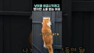 The reason why I tried to get the cat to leave but it didn't workㅋ