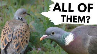 I found EVERY SPECIES of PIGEON in 1 day!