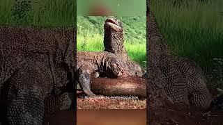 The venomous, bloodthirsty mouth of the Komodo dra