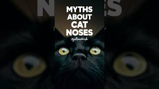 Cat nose | cats' myths debunked about cat nose #cats #short #YellowMimish @Cat