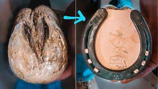 PAINFUL HORSE HOOF | Satisfying Therapeutic HORSESHOEING | Farrier