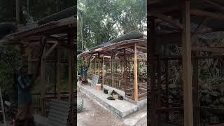 Proses pembuatan kandang ayam kampung #ayamkampung #kandangayam #ternakayamkampungrumahan