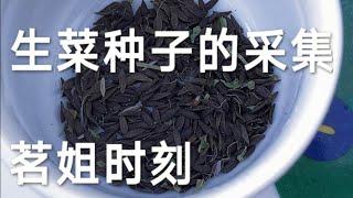 茗姐特辑19 生菜种子的采集