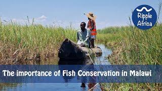 The importance of Fish Conservation in Malawi