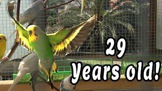 10 TIPS How to make your Budgie LIVE LONGER!