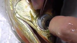 Arowana eyes fixing