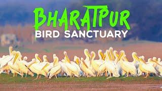 A Walk Into Bharatpur Bird Sanctuary (Keoladeo National Park) - 4K Video Hindi | हिन्दी