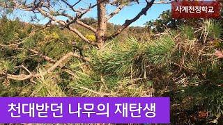 리기다 소나무 전정 #hunting 216사계전정학교 24 11 11