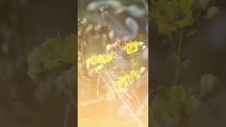 Marvel at the Beauty of Nature: Watch a Bee Pollinating Flowers