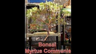 Bonsai Myrtus Communis