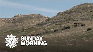 Nature: Theodore Roosevelt National Park