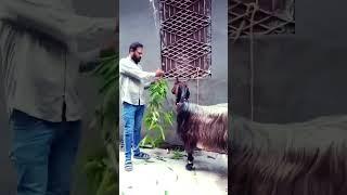 qurbani Mubarak 2025