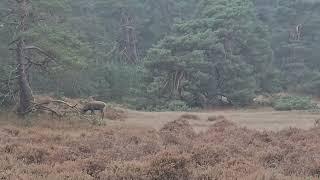 Hoge Veluwe deer spotting / herten spotten 9 nov 2024