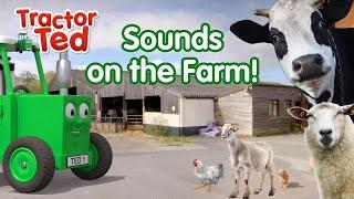 Can You Guess The Sounds On The Farm With Tractor Ted? ‍