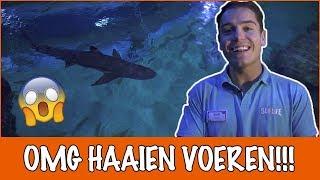 Haaien voeren met de hand?!  Als dat maar goed gaat | DierenpraatTV