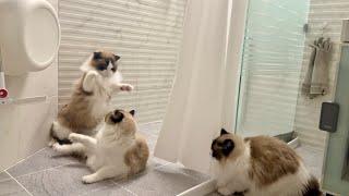 Cats are having a fierce argument!