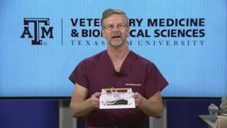 Modern Careers in Veterinary Medicine