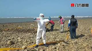 大甲海灘發現死亡豬屍 海巡全副武裝不敢輕忽