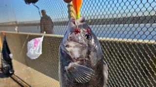 CROSSBAY BRIDGE TO LONG ISLAND CITY CHASING TAUTOG