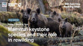 Mammal keystone species and their role in rewilding with Rewilding Britain