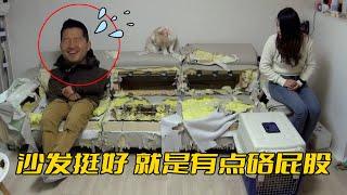 梗犬3個月拆完一套沙發，海綿墊全被掏空，訓犬師只能坐在彈簧上