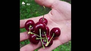 CFP Almost Cherry Harvest Time 2021 HD