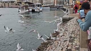 5:30pm Dubai UAE Walk: Seagulls Feeding in BUR DUBAI Al Fahidi Dubai Creek +DTPC (10.12.24: 4K-UHD)