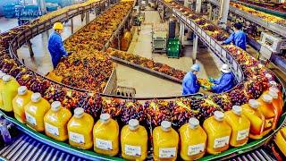 Harvesting Millions Tons of Oil Palm Fruit by Machine - Processing Palm Oil in Factory