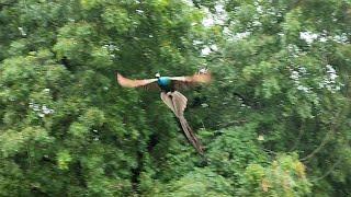 Peacock flying | Neem tree