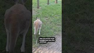 Kangaroo Facts You Must Know!  #facts #nature #shorts