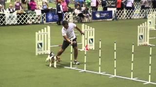 Meg, Wire Fox Terrier - 2015 AKC Eukanuba Agility Championships, Round 1