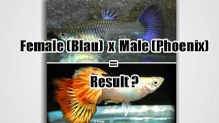 Guppy Crossbreeding Project - Male (Phoenix) X Famale (Blau from Dragon) F1 Result