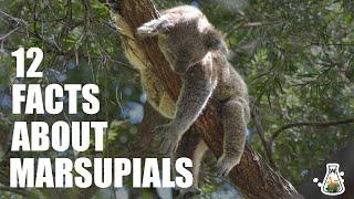 12 Interesting Facts About Marsupials