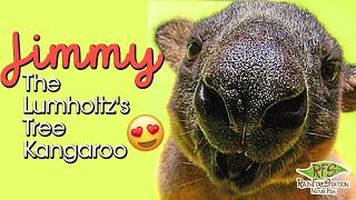 Lumholtz's Tree Kangaroo- Meet Jimmy! | RAINFORESTATION