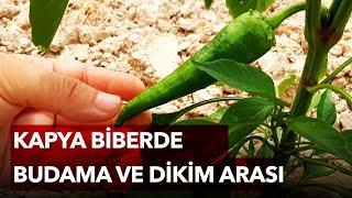 Kapya Biberde Budama - Dikim Mesafesi ve Önlemler - Çok Hızlı Gelişiyoruz.