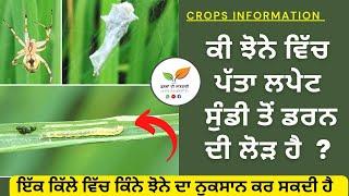 ਇੱਕ ਮੱਕੜੀ 100 ਫ਼ਾਇਦੇ  Leaf folder of paddy management