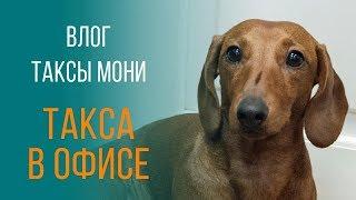 Трудовые будни таксы Мони - смешное видео