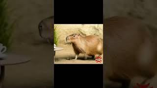 Cute capybara meme