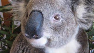 Watch Thrilled Koala Return to Wild After Being Hurt In Vicious Dog Attack